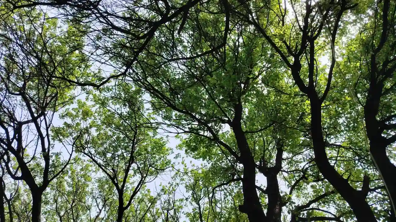 好紧好硬好硬疼官方版应用信息与使用指南